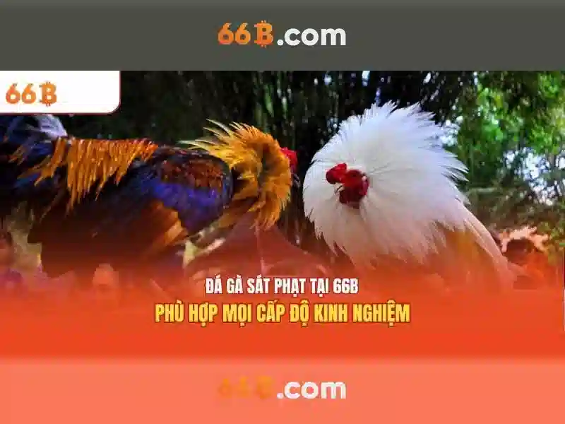  nhà cái 66b - 66B