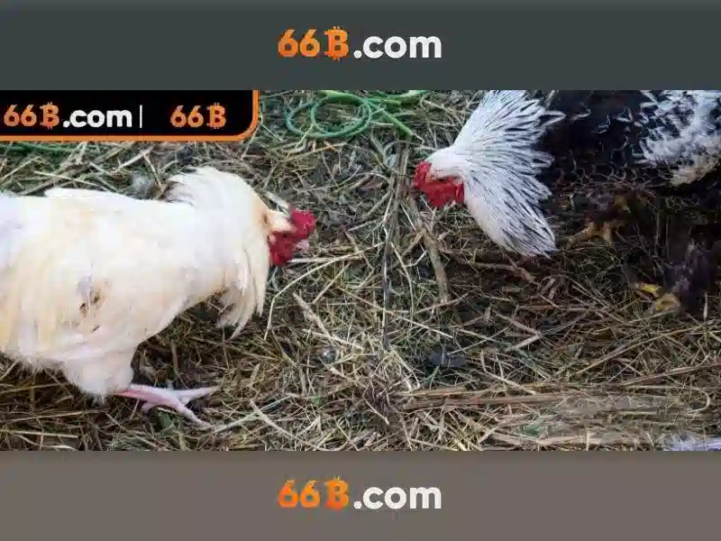 Tải App 66B - Cài Đặt Ứng Dụng Trên IOS/Android Cực Dễ - 66B